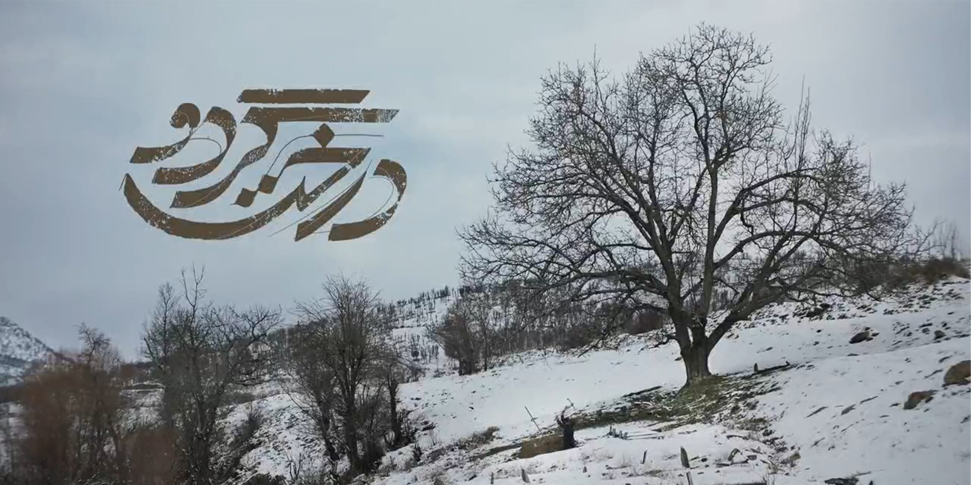 نقد فیلم درخت گردو